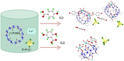 Construction of Supramolecular Frameworks Comprised of Fully-Substituted Cyclopentanocucurbit[6]uril and Two Phenolic Acids