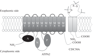 Structure, Function and Distribution of ATP8A2 in Human and Mice