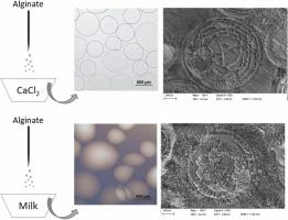 Alginate microcapsules produced by external gelation in milk with application in dairy products