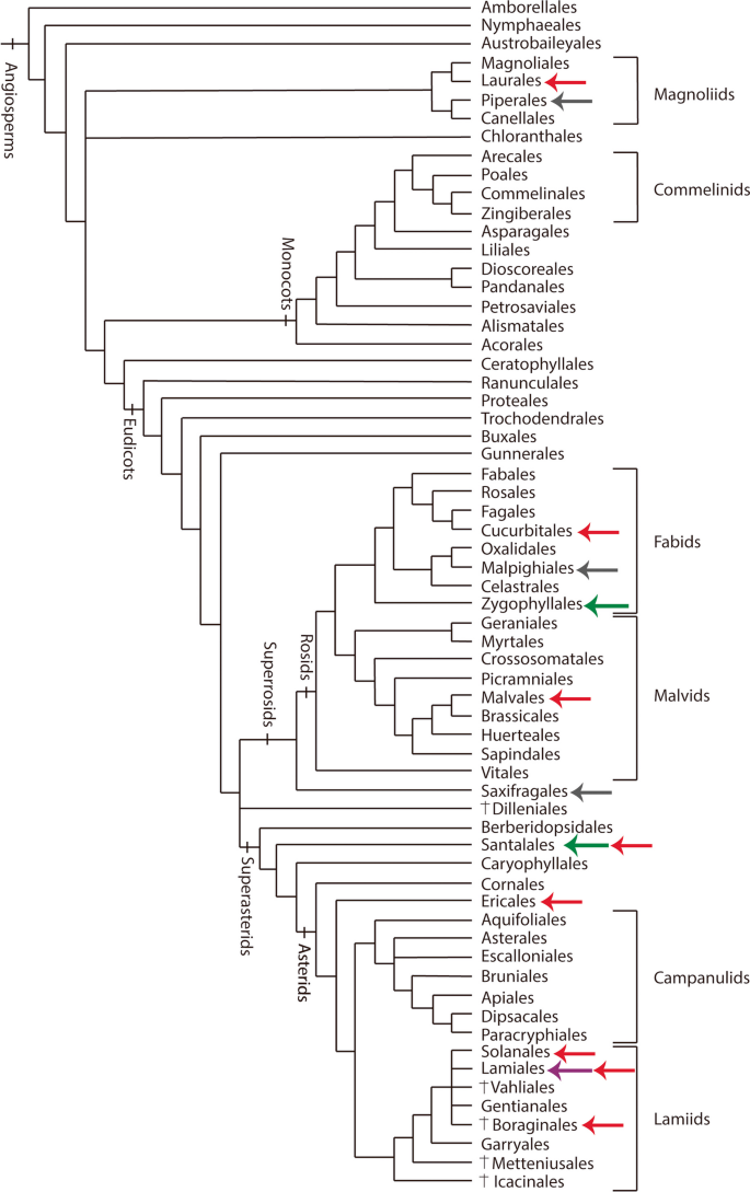 The Remarkable Diversity of Parasitic Flowering Plants in Colombia