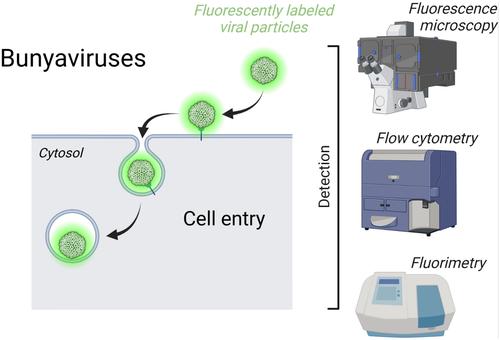 Illuminating bunyavirus entry into host cells with fluorescence.