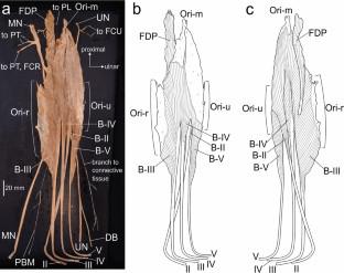 Muscle–tendon arrangement and intramuscular nerve distribution of flexor digitorum superficialis in the siamang (Symphalangus syndactylus), western lowland gorilla (Gorilla gorilla gorilla), western chimpanzee (Pan troglodytes verus), and Japanese macaque (Macaca fuscata)