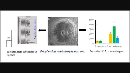 Characterization and pathogenicity of Pratylenchus vandenbergae stat. nov. (Tylenchina: Pratylenchidae), a highly pathogenic root-lesion nematode parasitizing crops in Kenya and South Africa