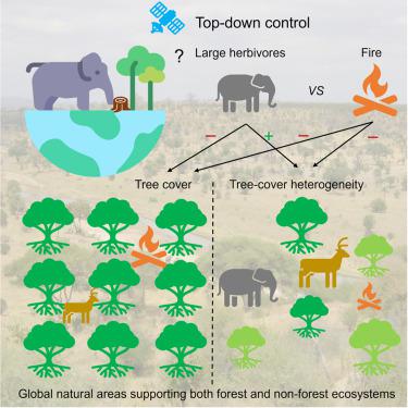 Tree cover and its heterogeneity in natural ecosystems is linked to large herbivore biomass globally