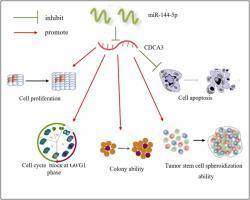 MiRNA-144–5p down-modulates CDCA3 to regulate proliferation and apoptosis of lung adenocarcinoma cells