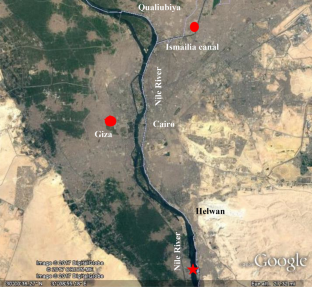 Nutrient accumulation potential and nutritional value of some emergent macrophytes for restoration of eutrophic water bodies in Greater Cairo, Egypt