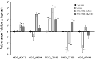 MoSET1-dependent transcription factors regulate different stages of infection-related morphogenesis in Pyricularia oryzae