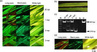 First report of a furovirus vector systemically expressing fluorescent protein in barley and wheat