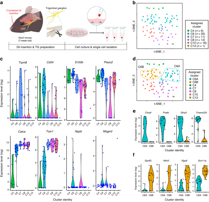 Transcriptional profiling of dental sensory and proprioceptive trigeminal neurons using single-cell RNA sequencing.