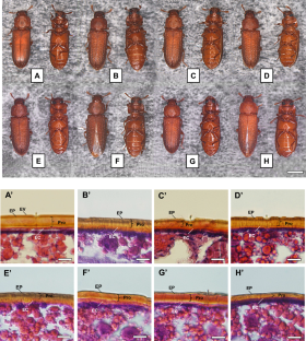 Cuticular protein genes are involved with insecticide resistance mechanism in red flour beetles, Tribolium castaneum (Coleoptera: Tenebrionidae)