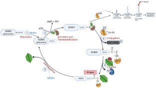 SUMO and SUMOylation in Plants: Ignored Arsenal to Combat Abiotic Stress