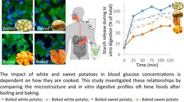 Boiling vs. baking: Cooking-induced structural transformations drive differences in the in vitro starch digestion profiles that are consistent with the in vivo glycemic indexes of white and sweet potatoes