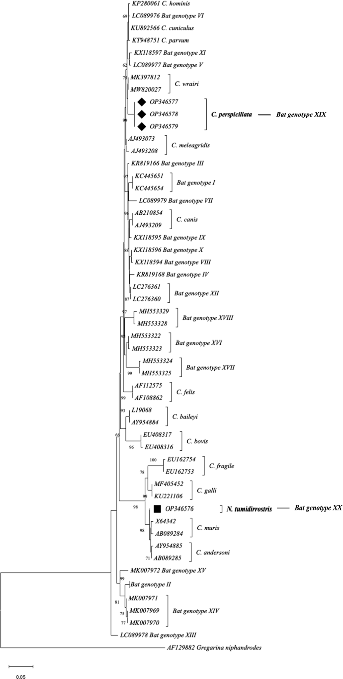 Molecular Detection and Genotyping of Cryptosporidium spp. Isolates from Bats in Colombia