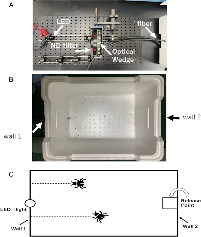 Sex and strain-specific spectral attraction of Tribolium castaneum (Coleoptera: Tenebrionidae): behavioral studies