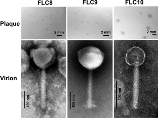 Isolation of Burkholderia jumbo phages and their utilization as biocontrol agents to suppress rice seedling rot disease