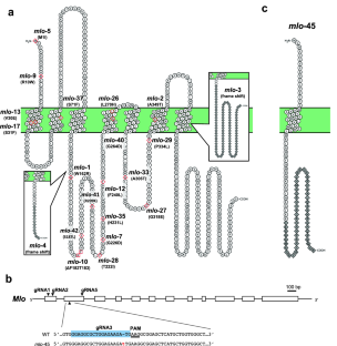 CRISPR/Cas9-based generation of mlo mutants for allelic complementation experiments to elucidate MLO function in barley