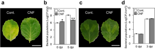 Covering cabbage leaves with cellulose nanofiber confers resistance against Pseudomonas cannabina pv. alisalensis