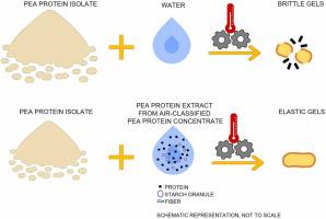 Impact of native pea proteins on the gelation properties of pea protein isolates