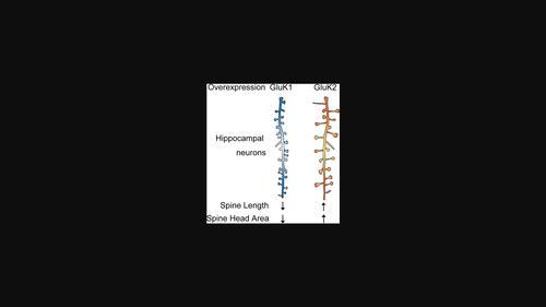 Kainate receptors GluK1 and GluK2 differentially regulate synapse morphology.