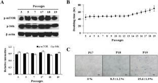 mTOR Plays an Important Role in the Stemness of Human Fetal Cartilage Progenitor Cells (hFCPCs).