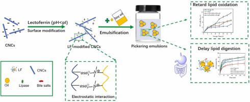 Surface modification of cellulose nanocrystals by physically adsorbing lactoferrin as pickering stabilizers: Emulsion stabilization and in vitro lipid digestion