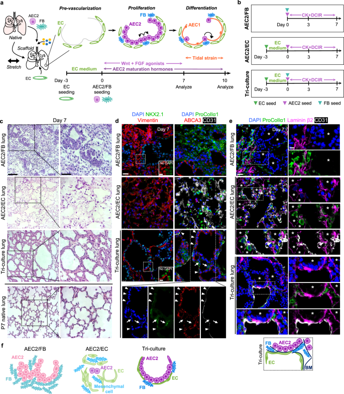 Rational engineering of lung alveolar epithelium.