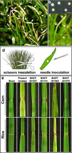 First report of brown stripe on perennial ryegrass (Lolium perenne L.) caused by Acidovorax avenae