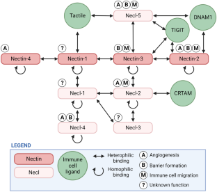 Nectins and Nectin-like molecules drive vascular development and barrier function