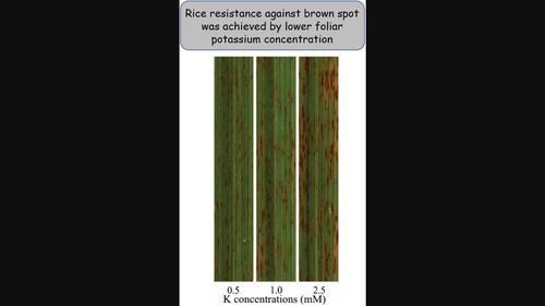 Rice resistance against Bipolaris oryzae infection is mediated by lower foliar potassium concentration