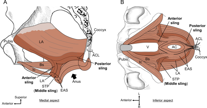 Pelvic floor and perineal muscles: a dynamic coordination between skeletal and smooth muscles on pelvic floor stabilization