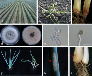 First report of anthracnose-twister disease of welsh onion caused by Colletotrichum siamense in Taiwan