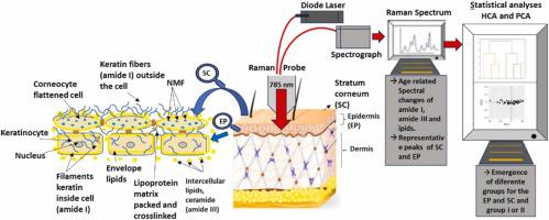 Noninvasive in vivo application of confocal Raman spectroscopy in identifying age-related biochemical changes in human stratum corneum and epidermis