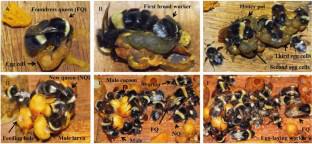 Notes on the laboratory rearing of the Japanese endangered bumblebee, Bombus cryptarum florilegus (Hymenoptera: Apidae)