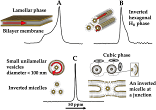 Cationic Proteins Rich in Lysine Residue Trigger Formation of Non-bilayer Lipid Phases in Model and Biological Membranes: Biophysical Methods of Study.