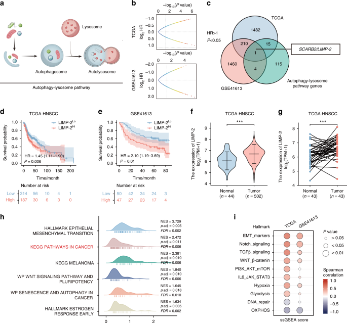 LIMP-2 enhances cancer stem-like cell properties by promoting autophagy-induced GSK3β degradation in head and neck squamous cell carcinoma.