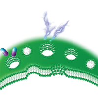 Coupling of mechanical deformation and electromagnetic fields in biological cells