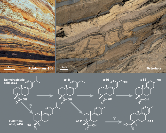 Correction: Terpenoids in resinites from middle Cretaceous karst infillings in the Rhenish Massif (Rhineland, Germany): botanical source and preservation