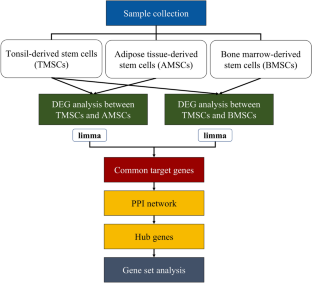 Proliferation-Related Features of the Human Mesenchymal Stem Cells Derived from Palatine Tonsils, Adipose Tissues, and Bone Marrow.