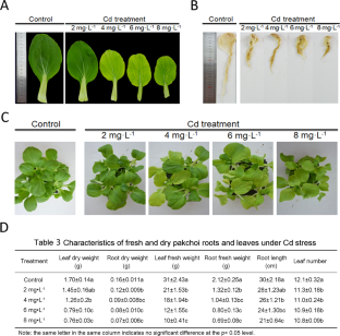 Cd-Induced Autophagy Responses in Pakchoi as Revealed by Transcriptome Analysis