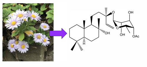 Diterpene Glycosides Derived from