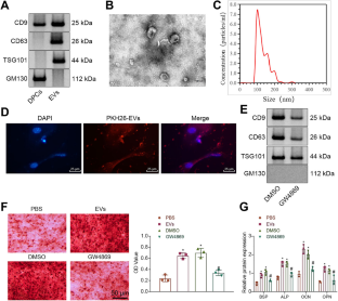 Extracellular Vesicles Carrying RUNX3 Promote Differentiation of Dental Pulp Stem Cells.