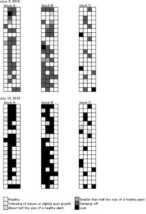 Damping-off of onion: a new symptom caused by soilborne Botrytis byssoidea