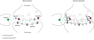 P2X7 receptors and pannexin1 hemichannels shape presynaptic transmission.