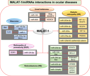 Potential roles of lncRNA MALAT1-miRNA interactions in ocular diseases.