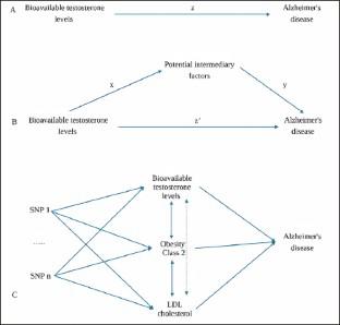 The Impact of Testosterone on Alzheimer's Disease Are Mediated by Lipid Metabolism and Obesity: A Mendelian Randomization Study.