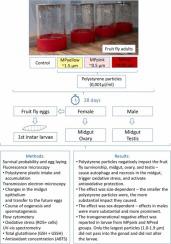 Size-dependent and sex-specific negative effects of micro- and nano-sized polystyrene particles in the terrestrial invertebrate model Drosophila melanogaster