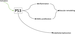 P53 in Vascular Remodeling: The Potential for Targeting in Atherosclerosis