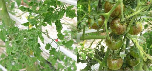 Tobamoviruses: old and new threats to tomato cultivation