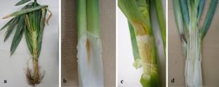 The first report of a rot on Welsh onion (Allium fistulosum L.) caused by Burkholderia cepacia complex bacteria in Akita Prefecture, Japan