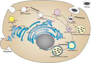 Host Lipid Manipulation by Intracellular Bacteria: Moonlighting for Immune Evasion.